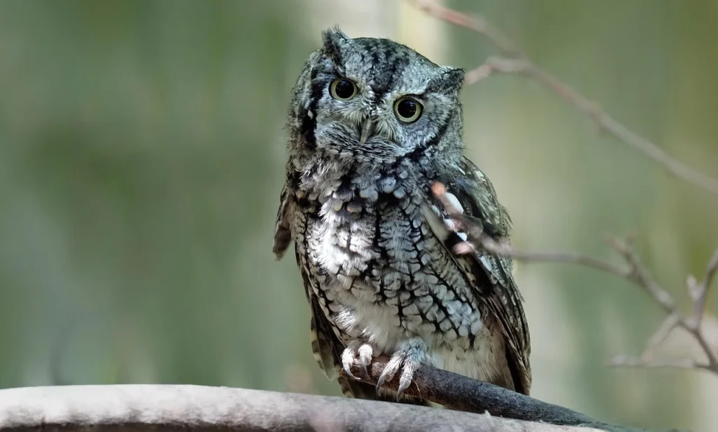 Western Screech-Owl