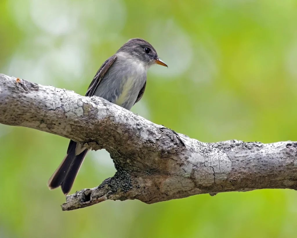  Western Wood-Pewee 