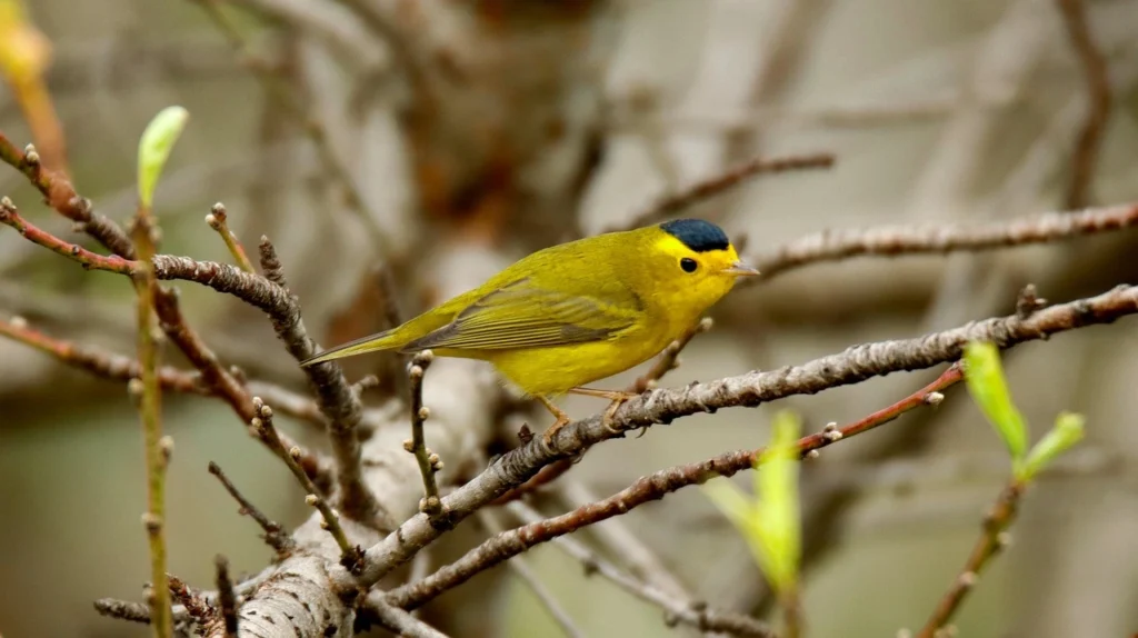Wilson’s Warbler