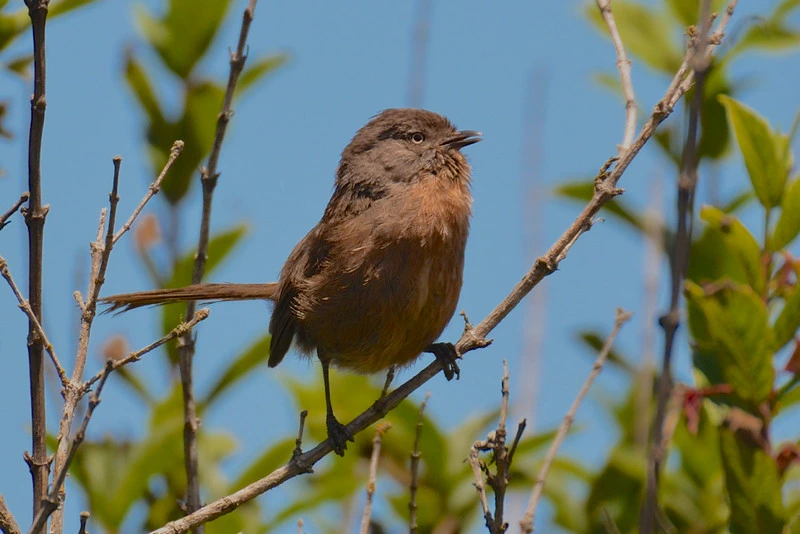 Wrentit