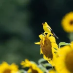 Yellow Birds in Arizona