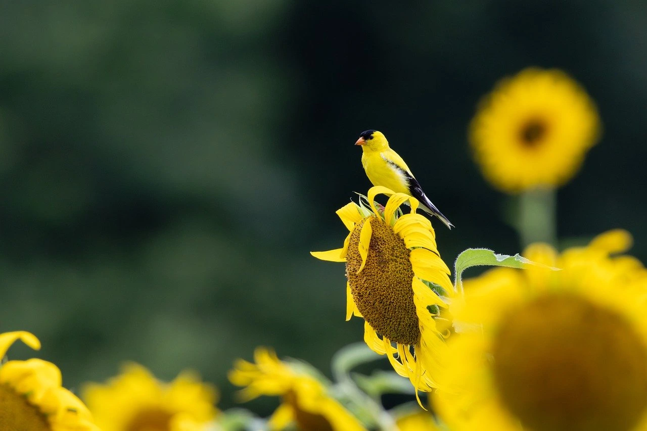 Yellow Birds in Arizona