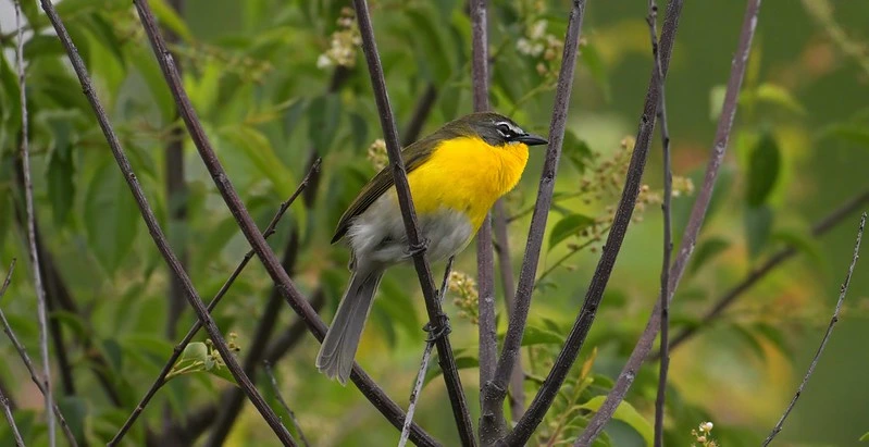 Yellow-breasted Chat