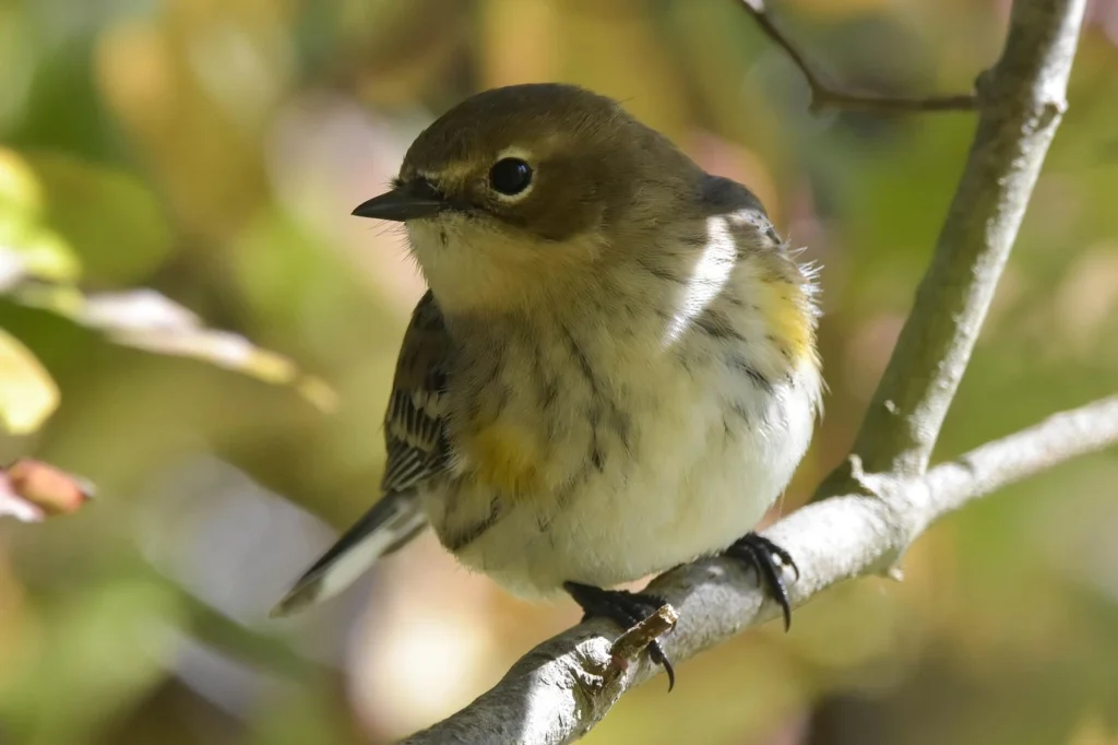 Yellow-rumped Warbler