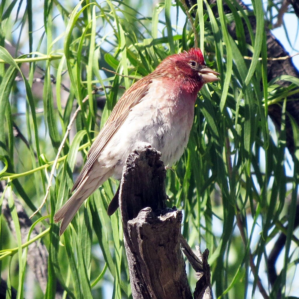 cassin’s finch