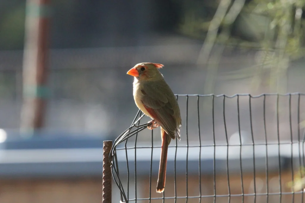 pyrrhuloxia