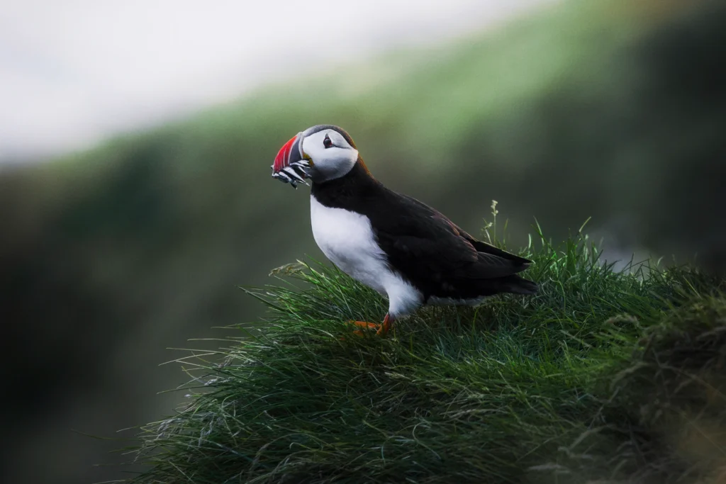 Atlantic Puffin