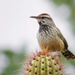 Birds Found in Arizona Desert