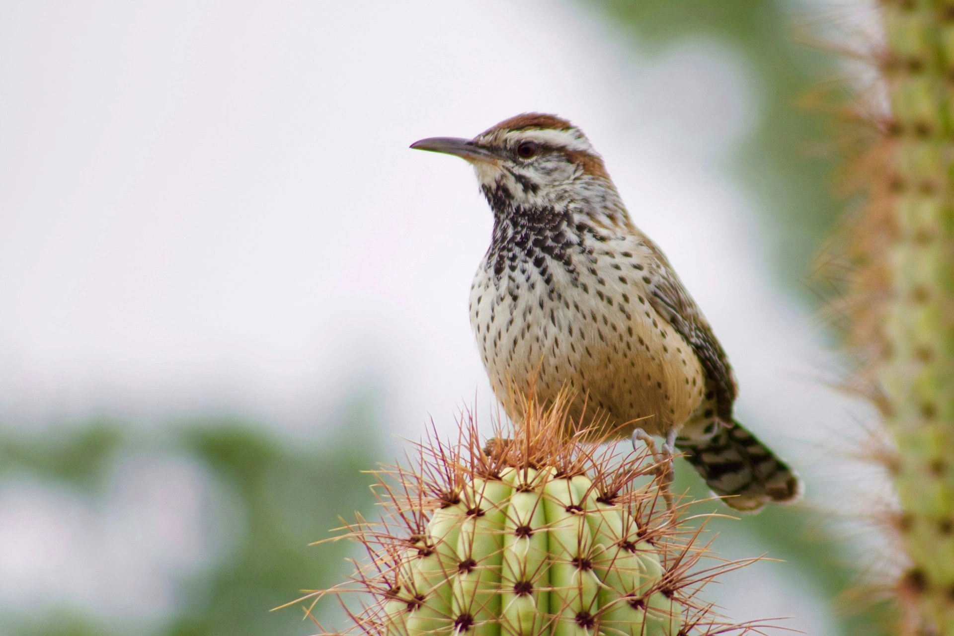 Birds Found in Arizona Desert