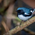 Birds That Look Like Blue Jays