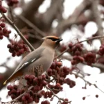 Birds That Look Like Cardinals