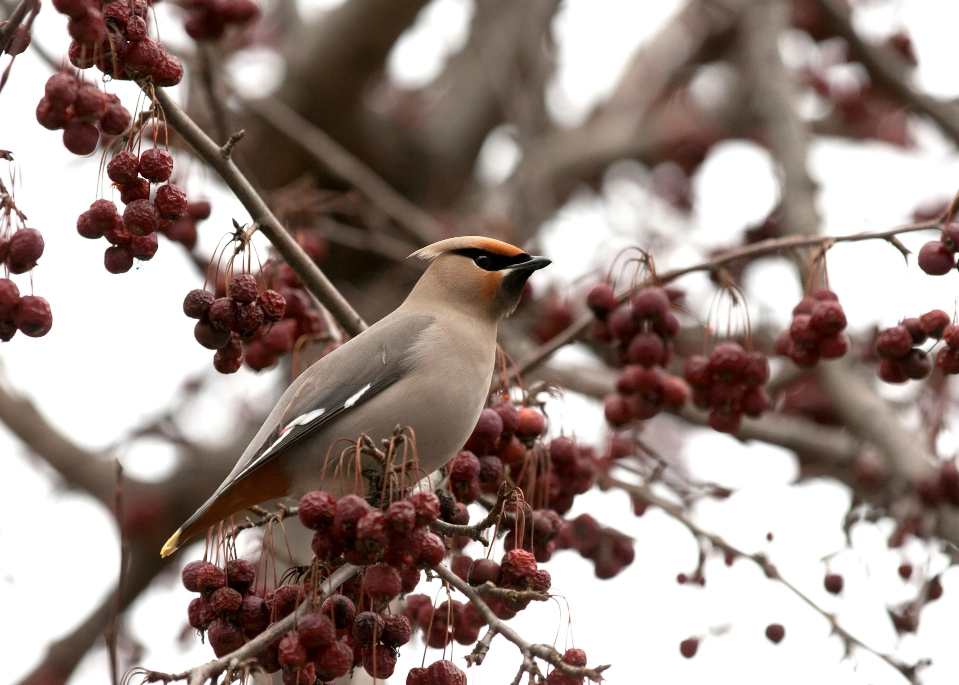 Birds That Look Like Cardinals