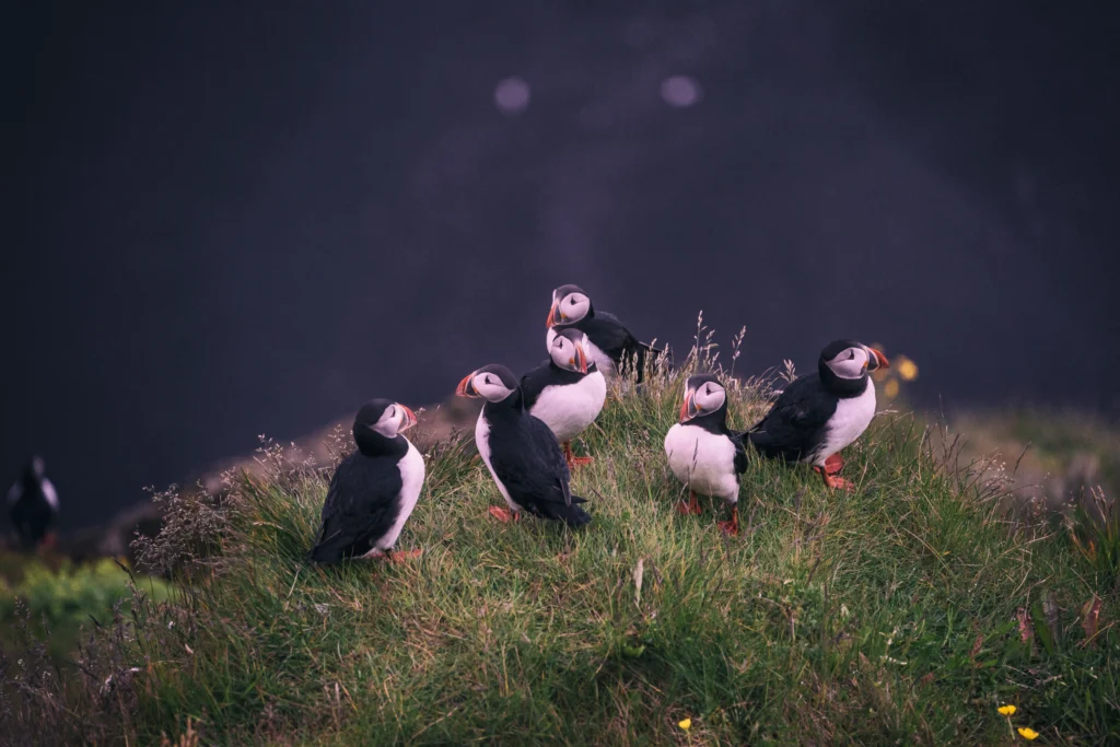 Birds That Look Like Penguins