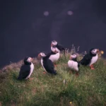 Birds That Look Like Penguins