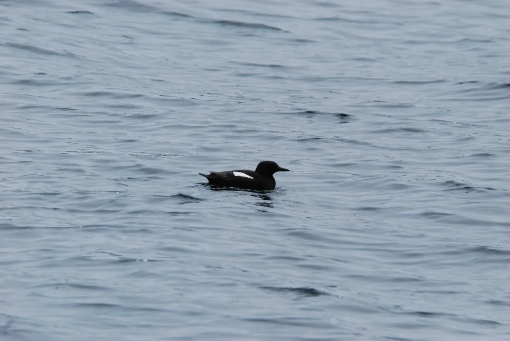 Black Guillemot