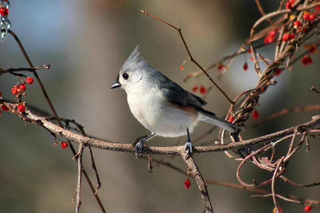 Black-crested Titmouse