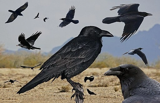 Chihuahuan Raven