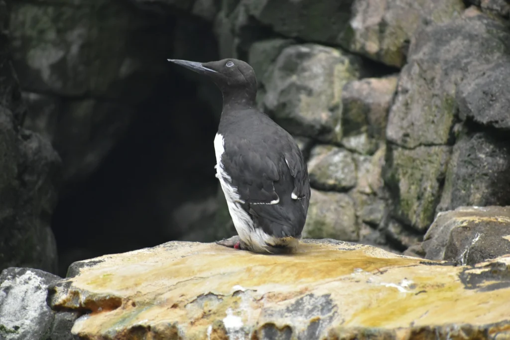 Common Murre
