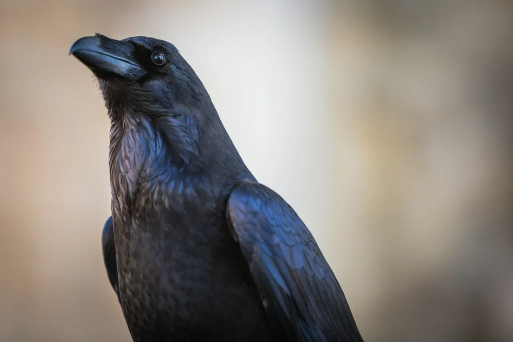 Large Black Birds in Arizona