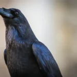 Large Black Birds in Arizona