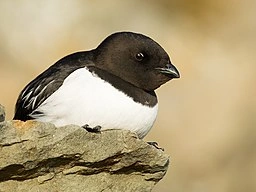 Little Auk