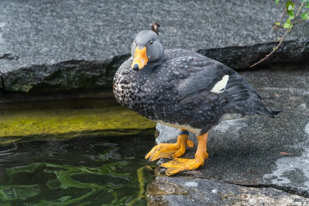 Magellanic Flightless Steamer Duck